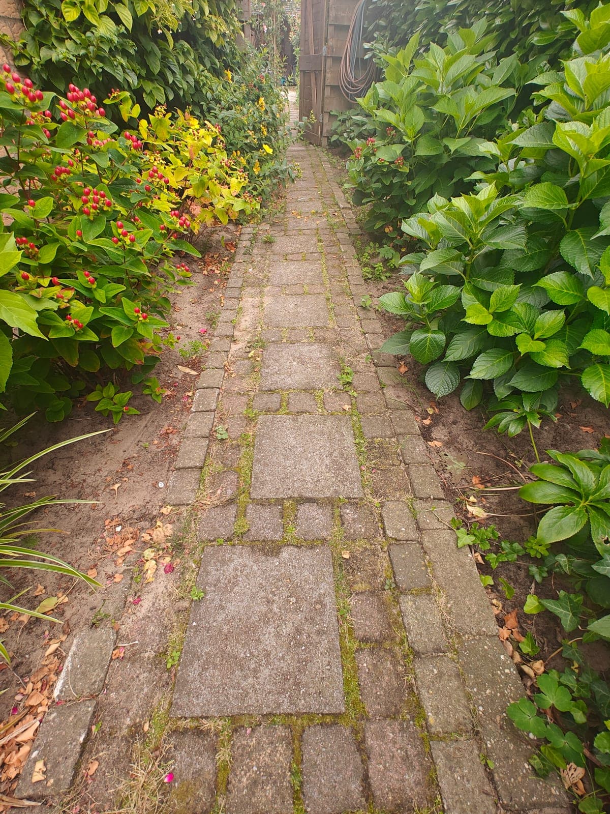 Smal tuinpad tussen de borders, grauw en groen uitgeslagen vóór de reiniging